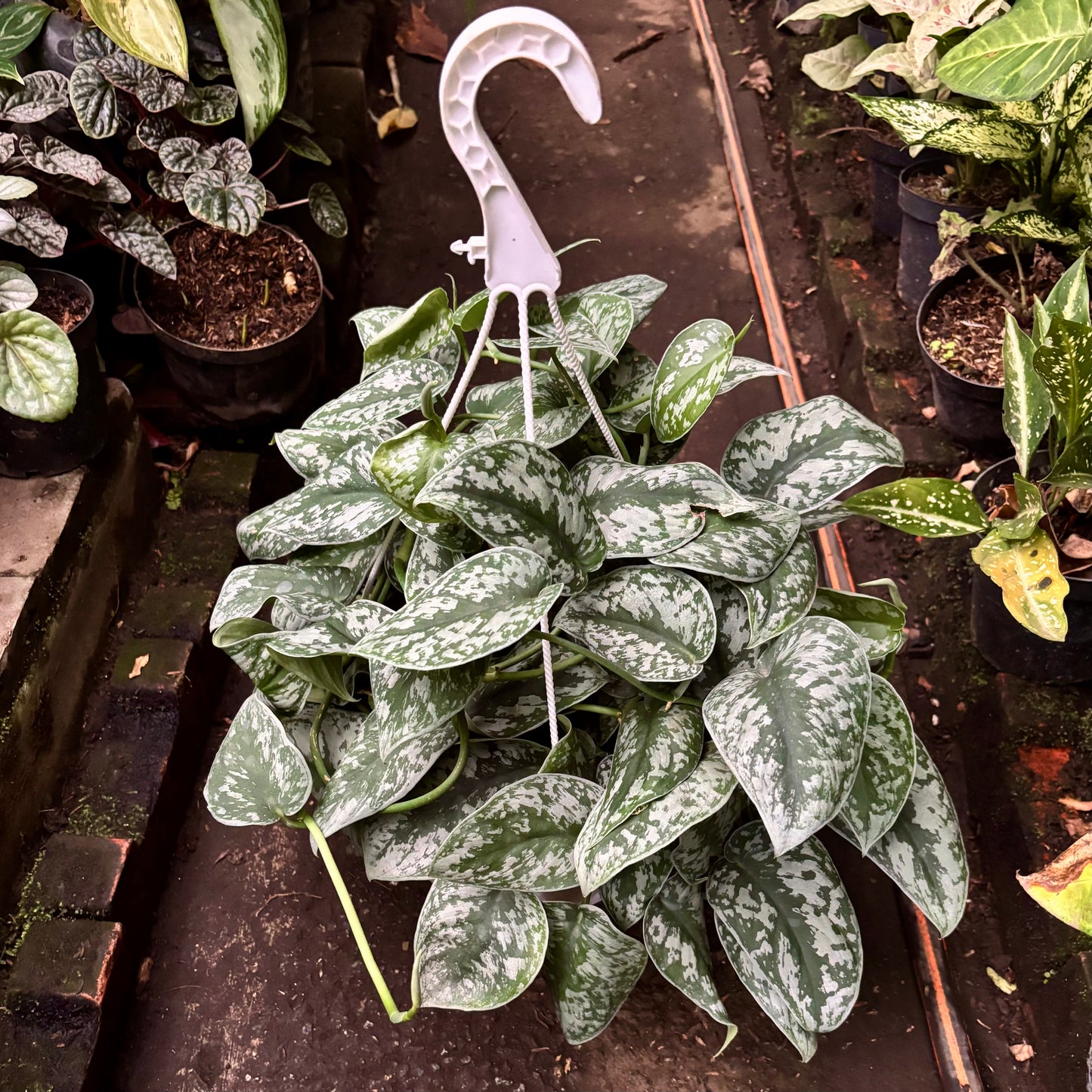 Scindapsus Pictus Silver Lady