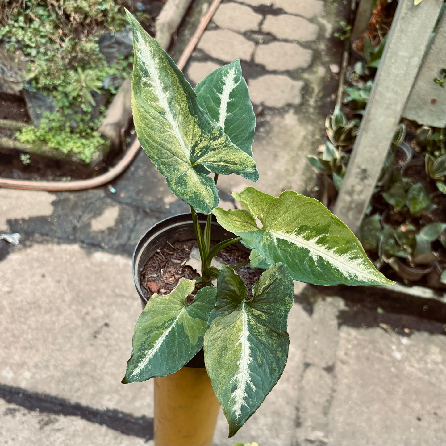 Singonio Wendlandii Variegado “Scrambled Eggs”