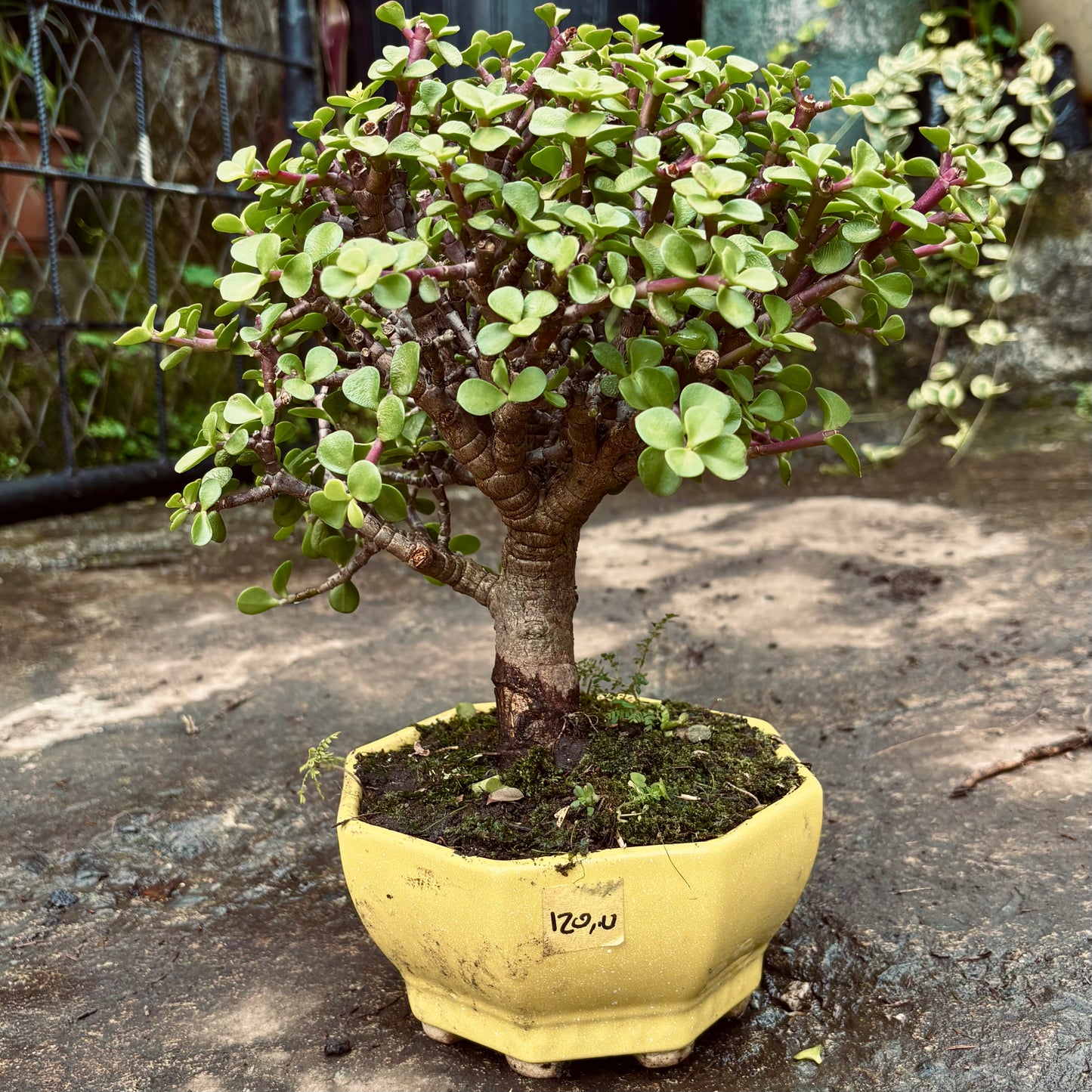 Bonsái Jade Portulacaria Afra