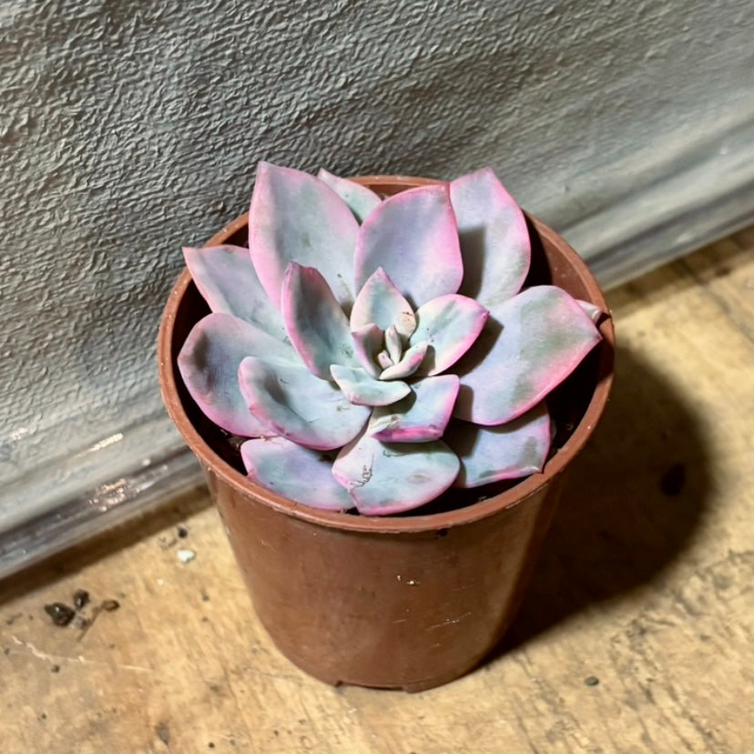 Suculenta Echeveria Pink Harin Variegada