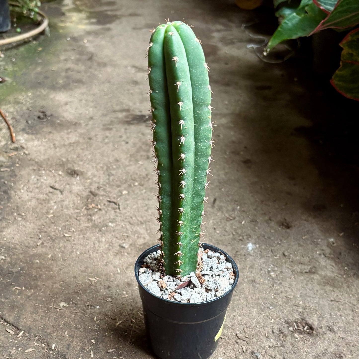 Echinopsis Pachanoi “Cactus San Pedro”