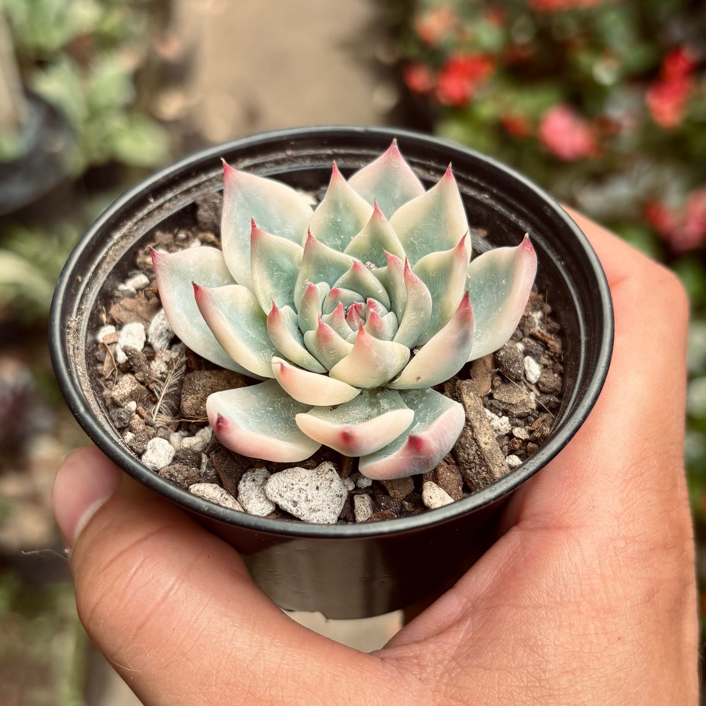 Suculenta Echeveria Chihuahuaensis Variegada