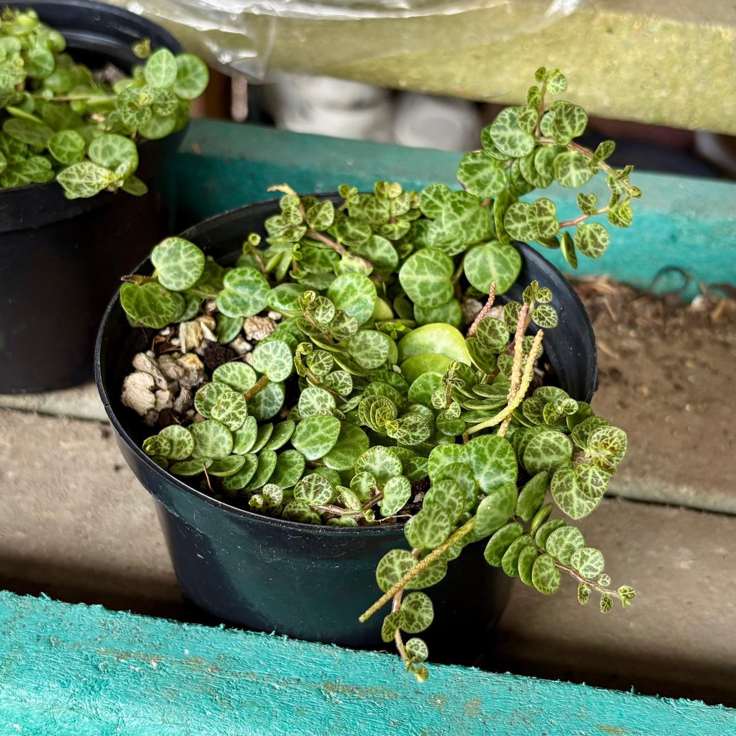Peperomia Prostrata “Collar De Tortugas”