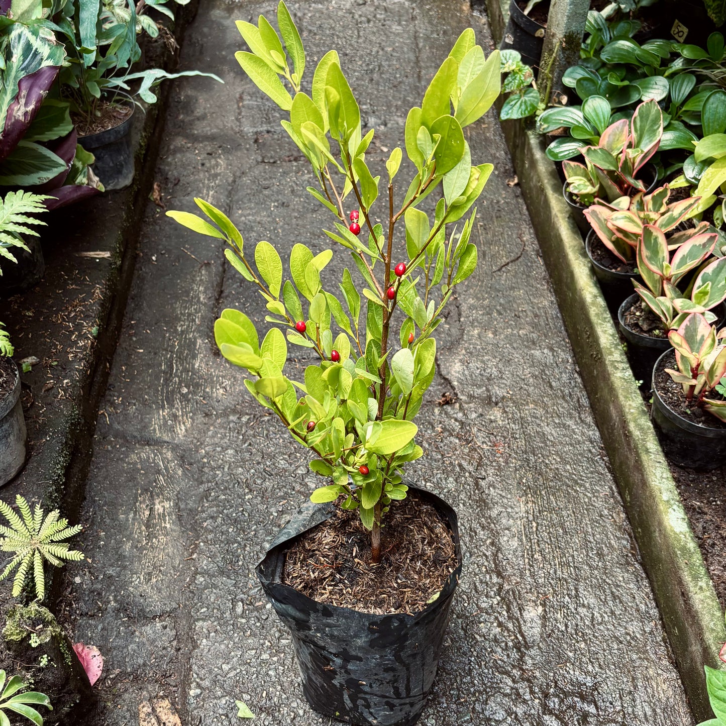 Erythroxylum Coca