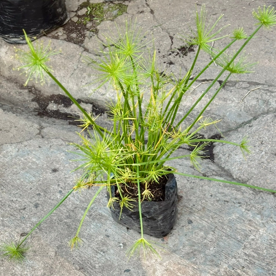 Cyperus Haspan “Papiro enano”