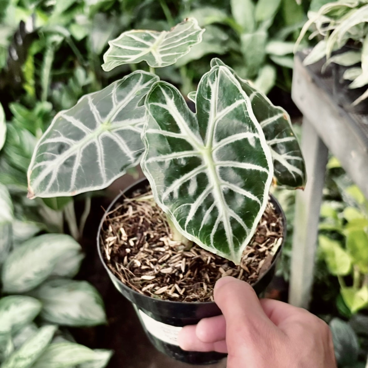 Alocasia Parasol