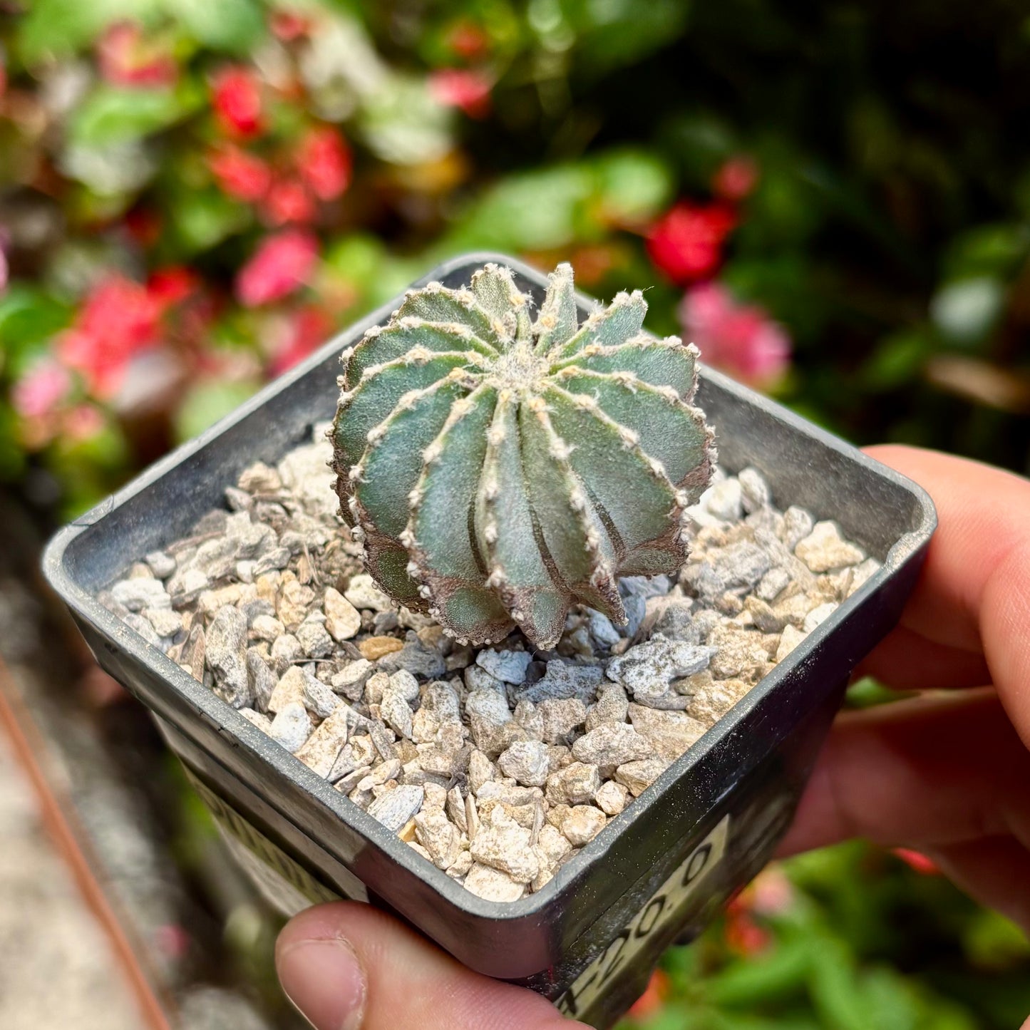 Cactus Geohintonia Mexicana