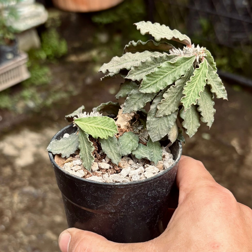 Euphorbia Decaryi