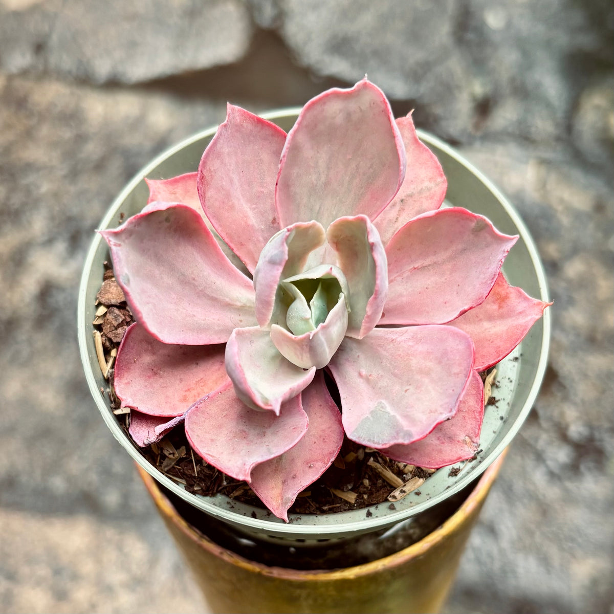 Suculenta Echeveria Chantilly Marginata Variegada