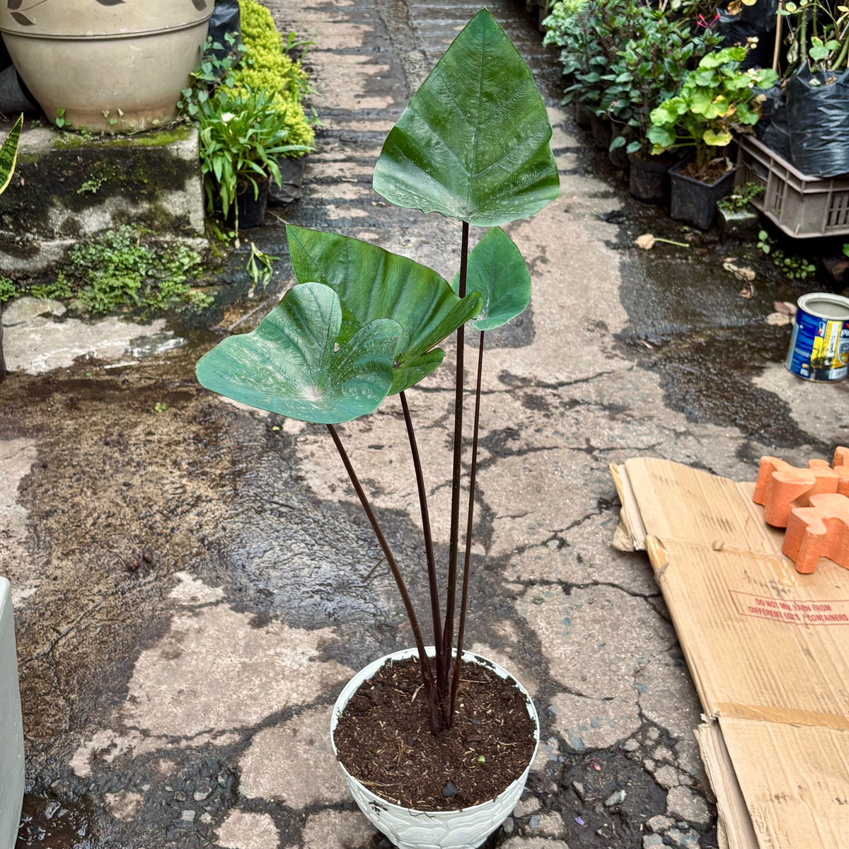 Colocasia Tea Cup