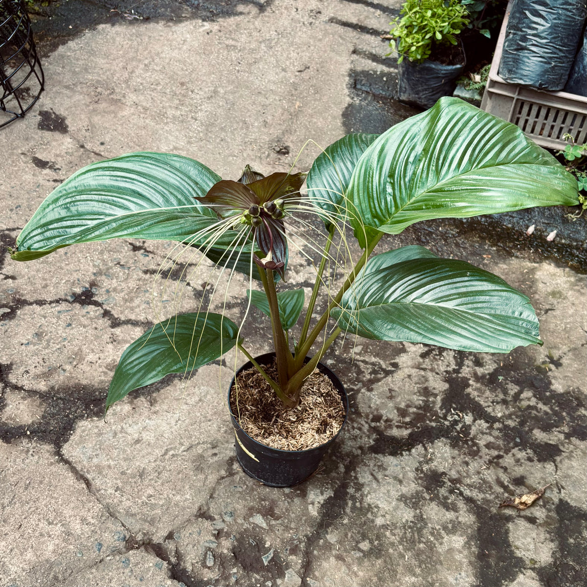 Tacca