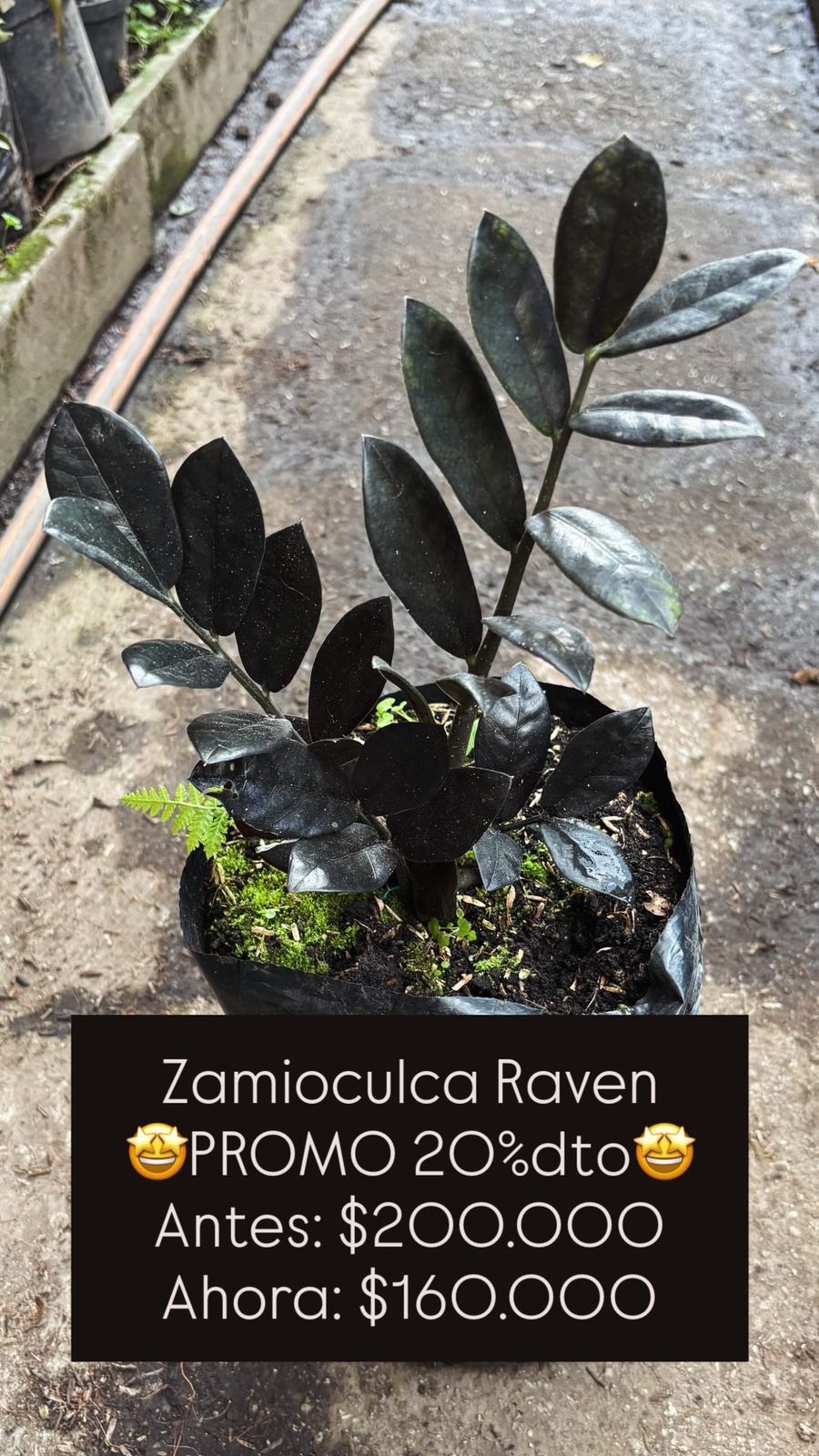 Zamioculca Raven