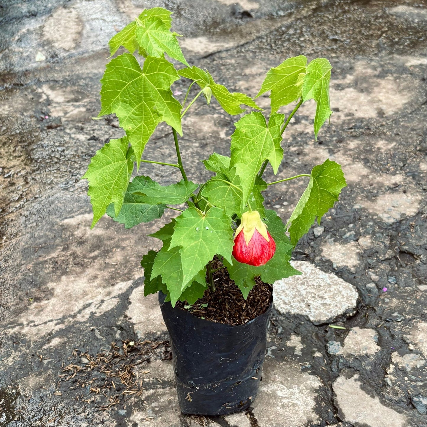 Abutilon “Farolito Japonés” - Vivero Florecer
