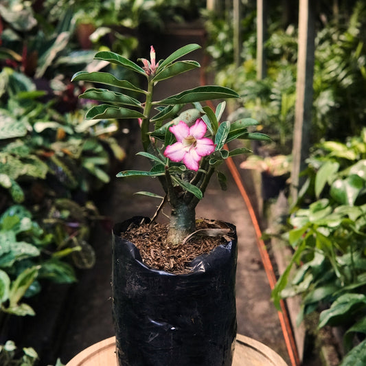 Adenium Obesum (Flor del Desierto) - Vivero Florecer