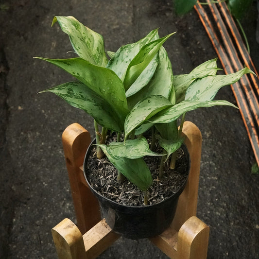 Aglaonema Crispum - Vivero Florecer