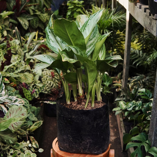 Aglaonema Crispum - Vivero Florecer