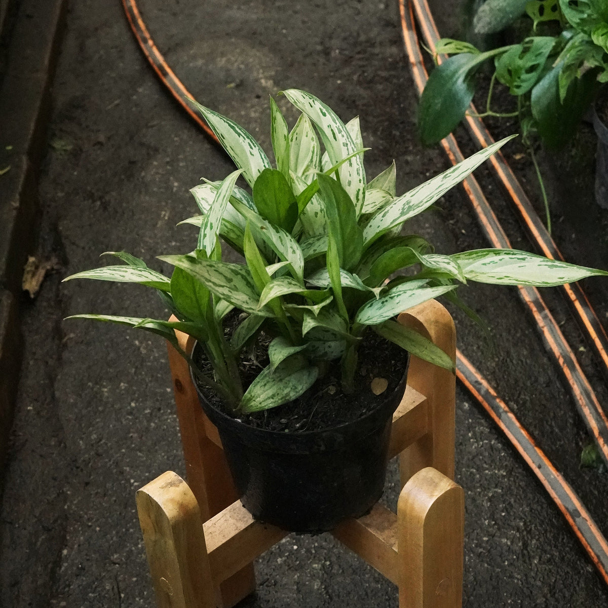 Aglaonema Dólar Silver Queen - Vivero Florecer
