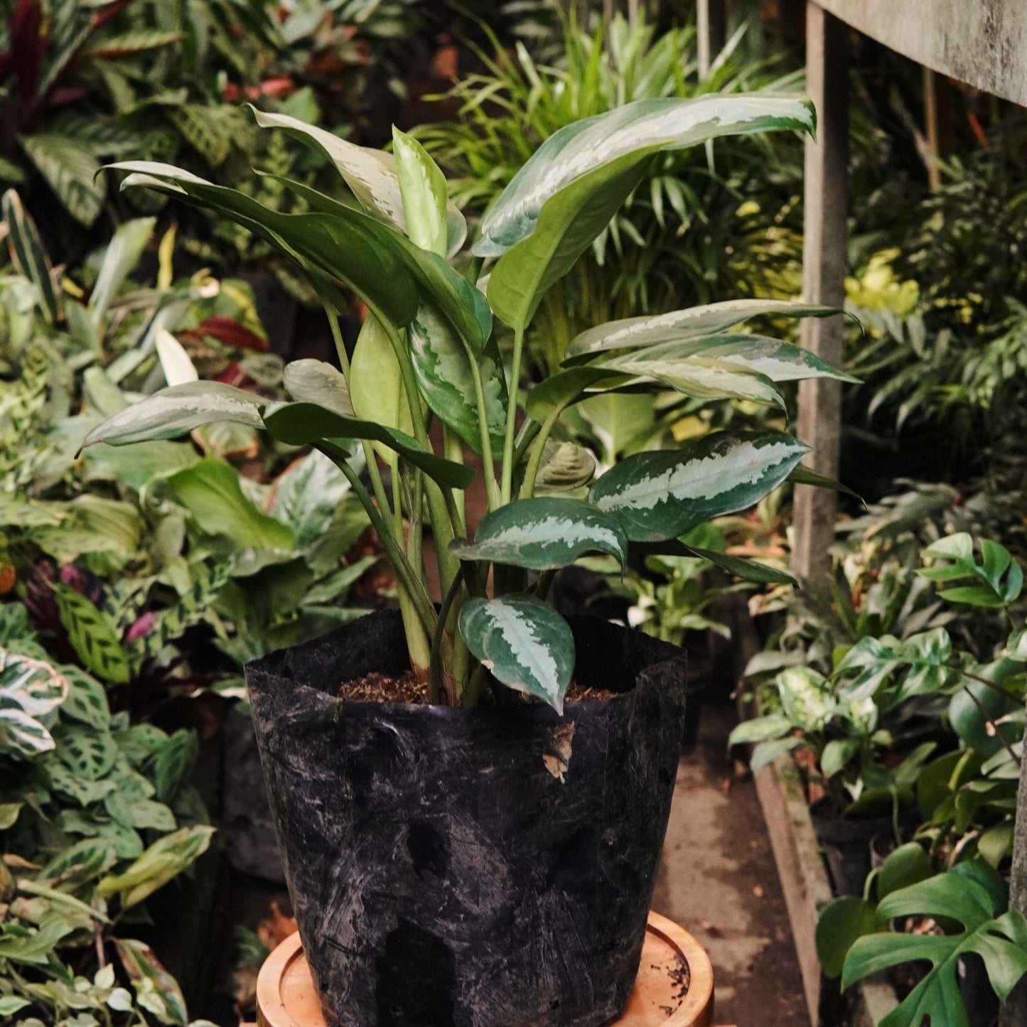 Aglaonema Pattaya - Vivero Florecer