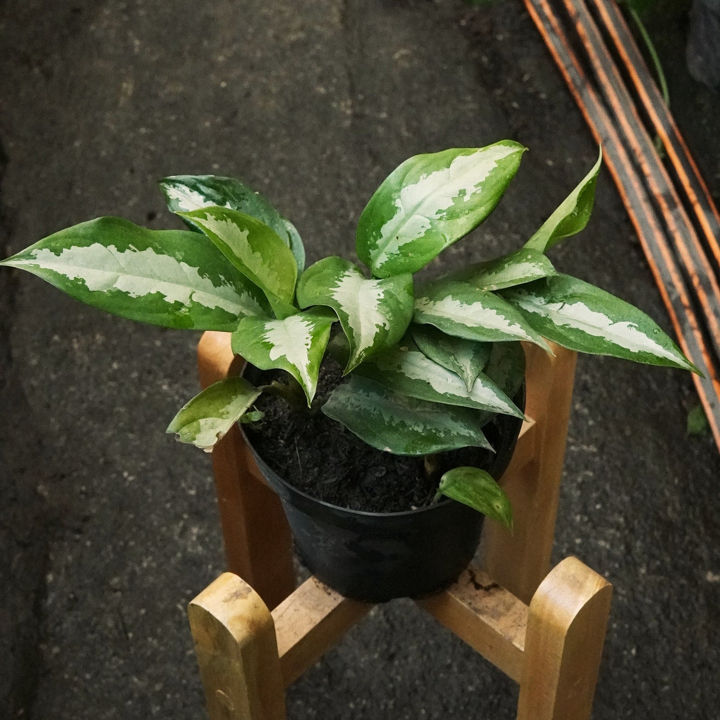 Aglaonema Pattaya - Vivero Florecer