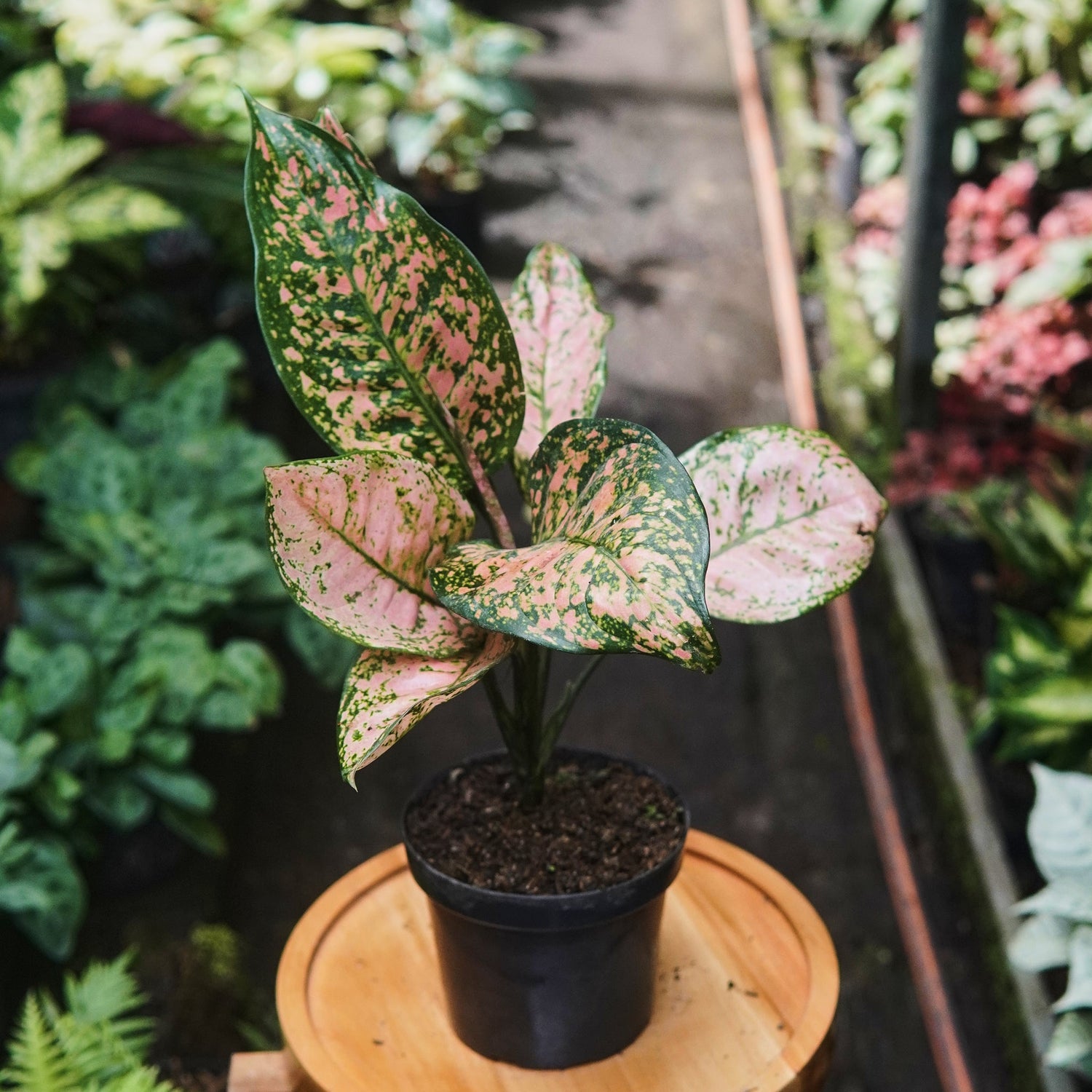 Aglaonema Pink Beauty - Vivero Florecer