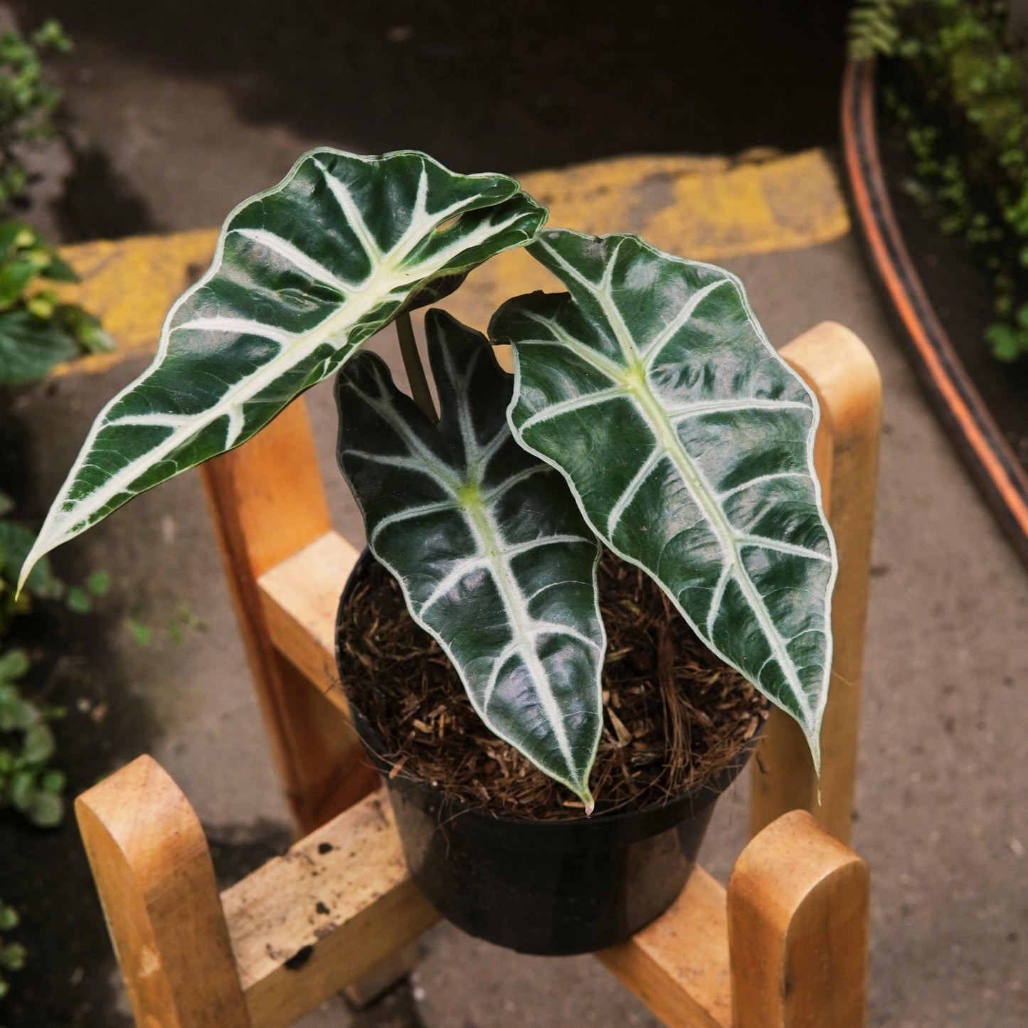 Alocasia Amazónica - Vivero Florecer