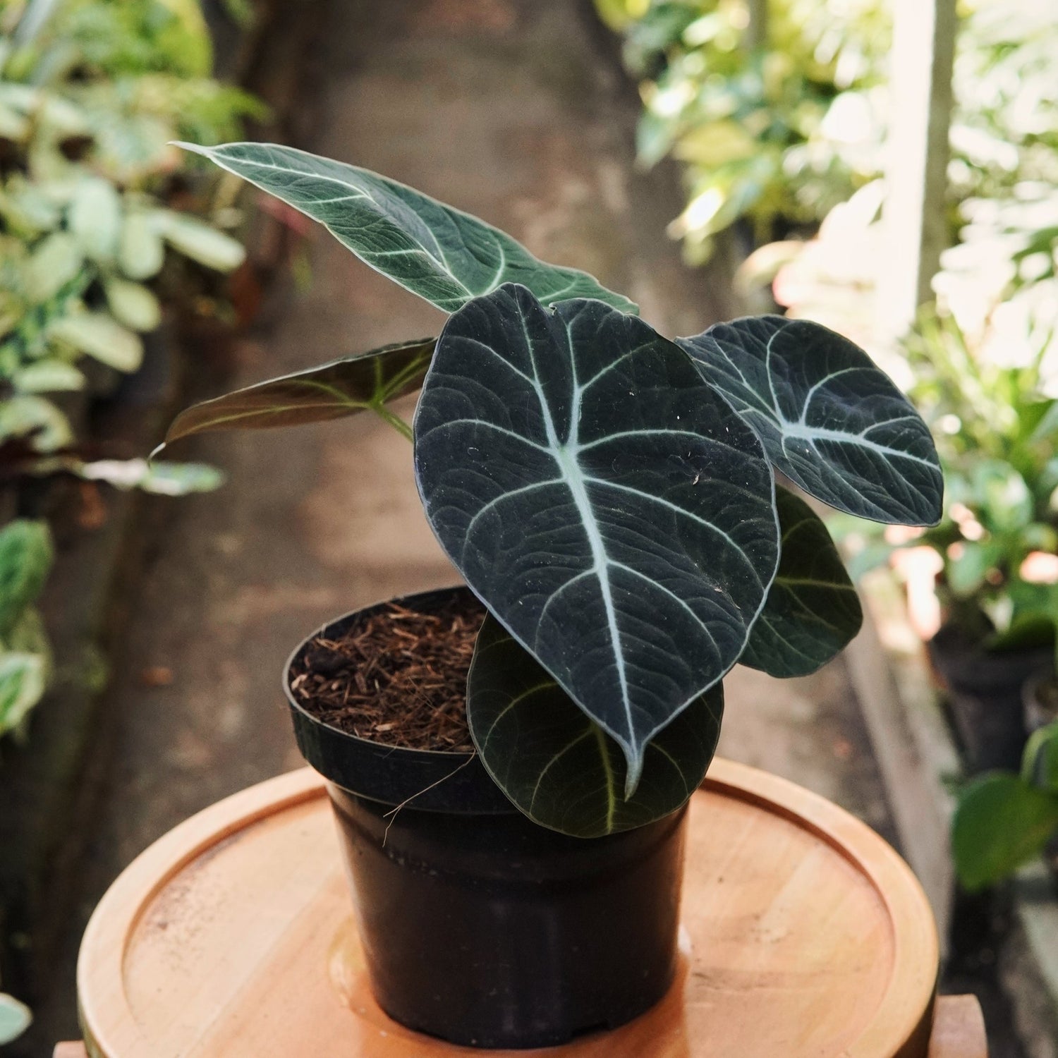 Alocasia Black Velvet - Vivero Florecer