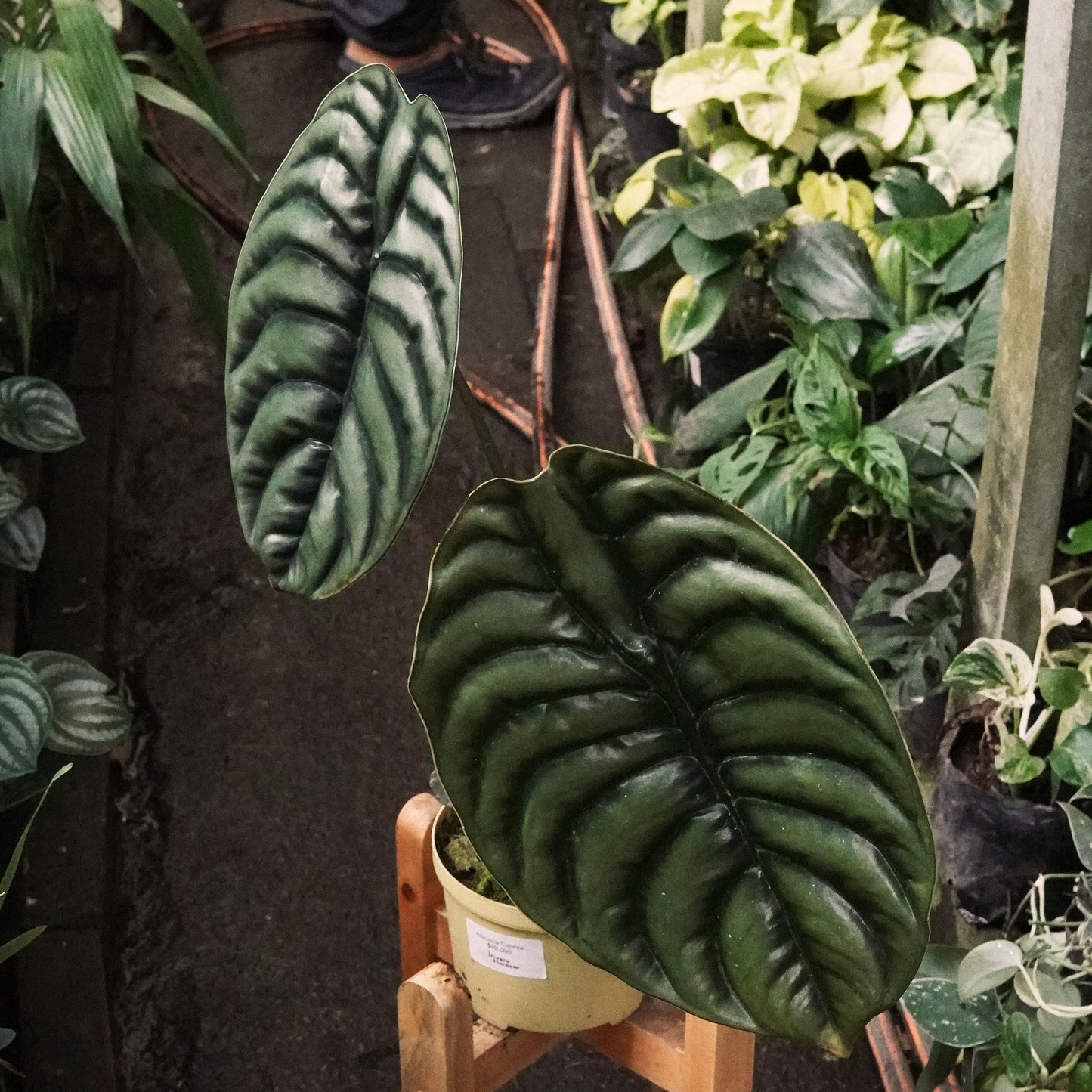 Alocasia Cuprea - Vivero Florecer