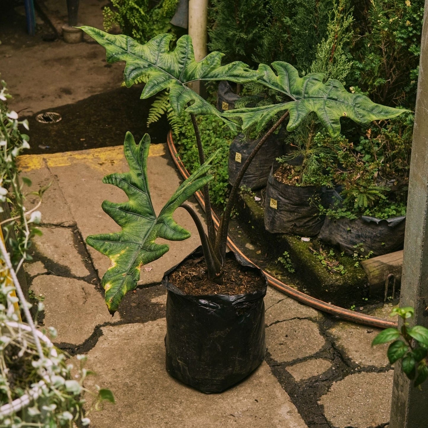 Alocasia Jacklyn - Vivero Florecer