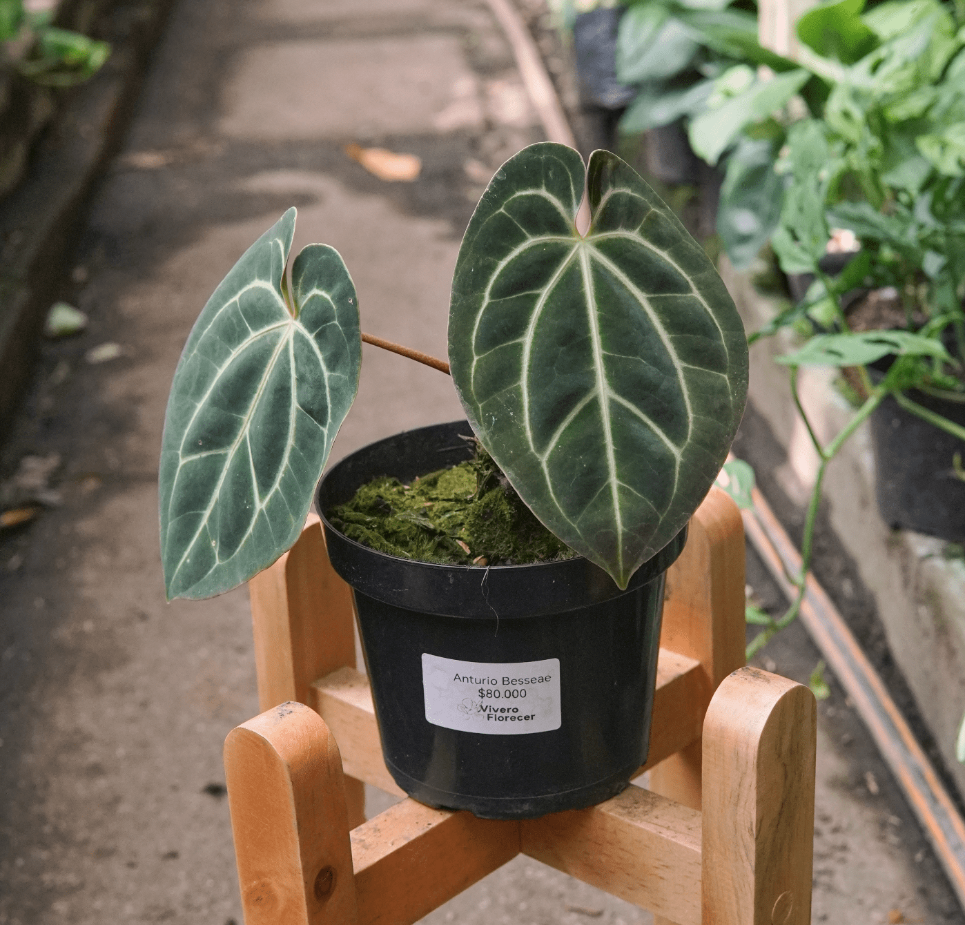 Anturio Besseae - Vivero Florecer
