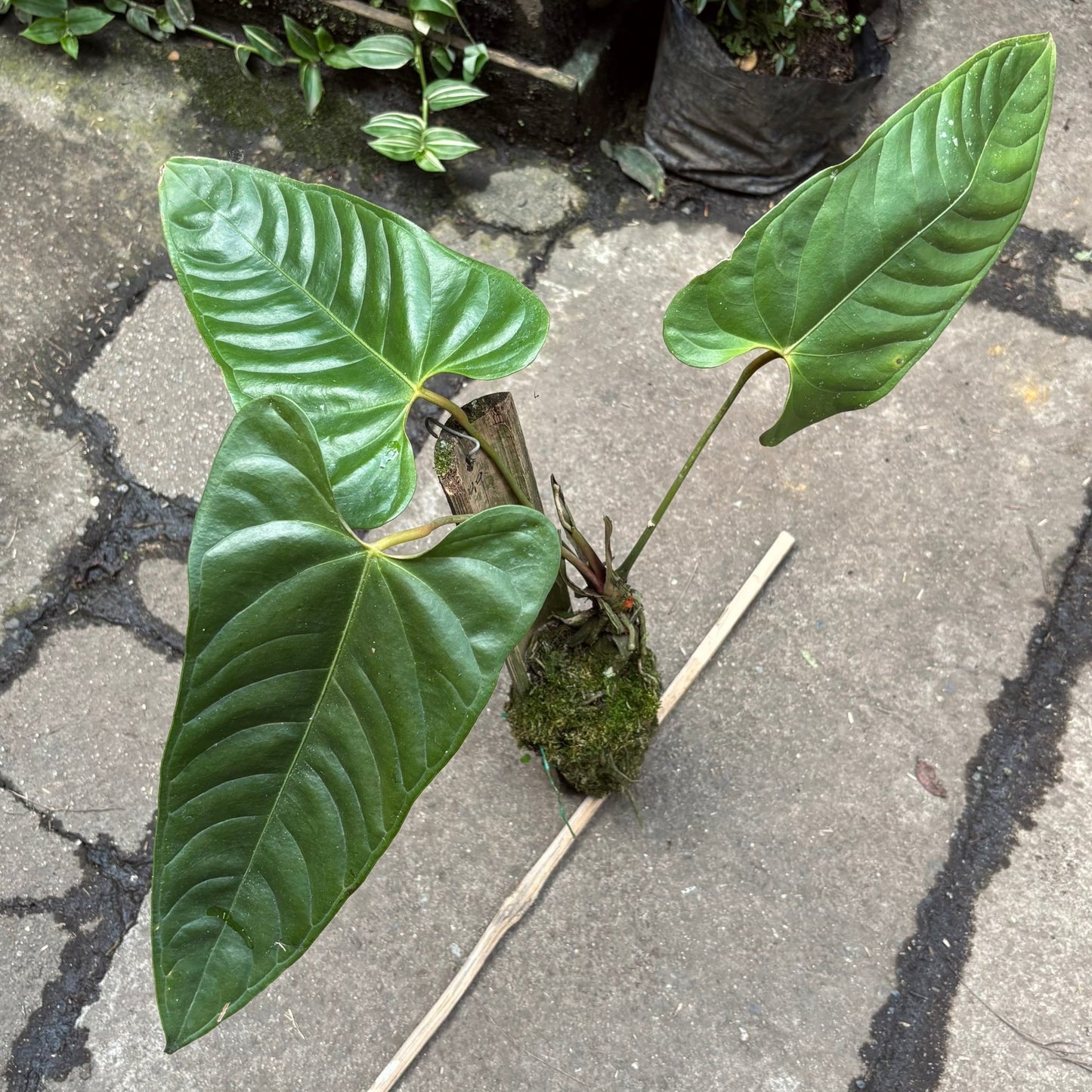 Anturio Recavum - Vivero Florecer