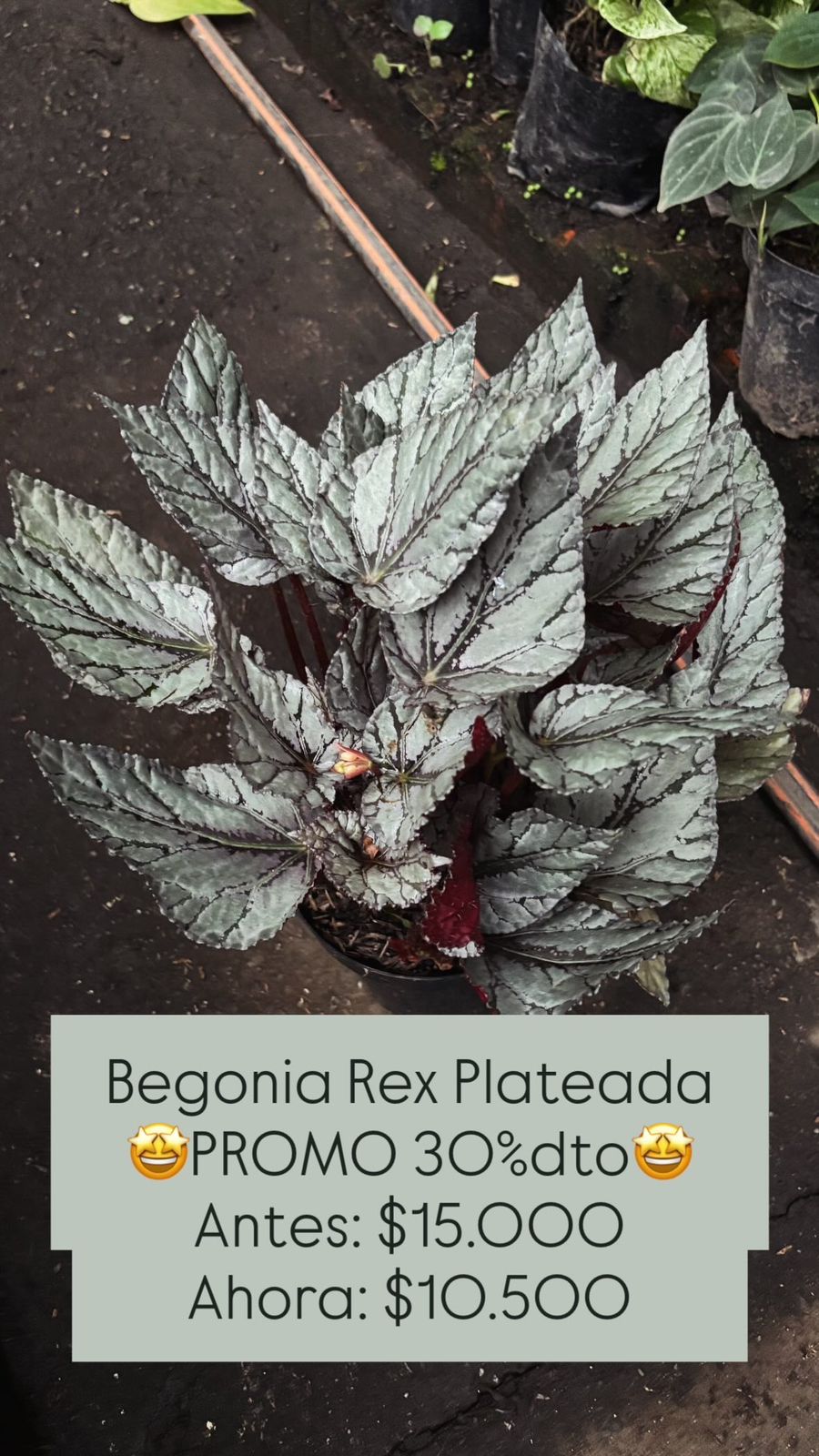 Begonia Rex Plateada - Vivero Florecer