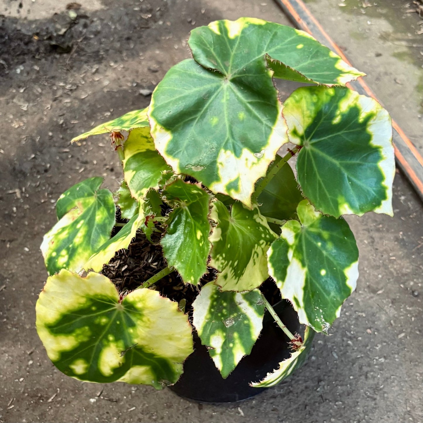 Begonia Variegada - Vivero Florecer