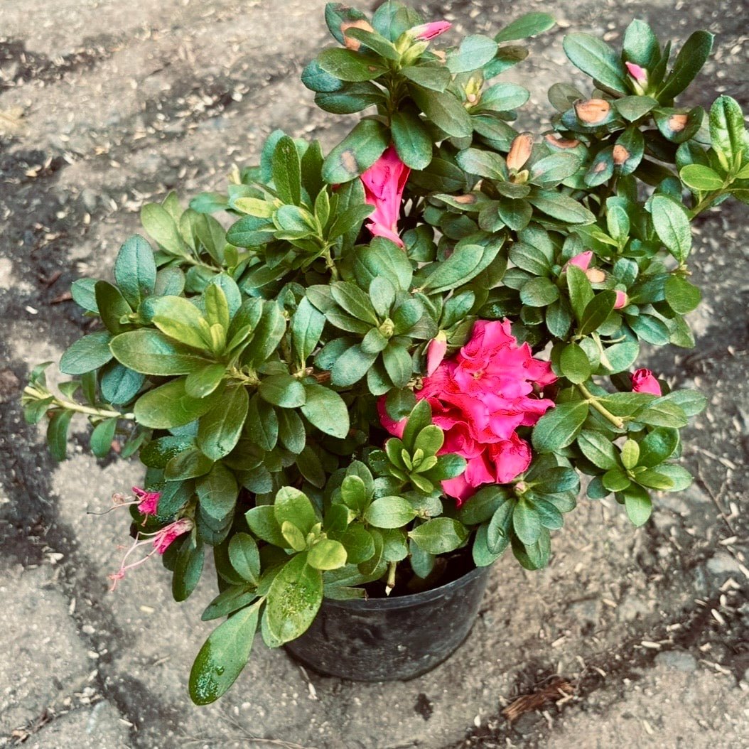 “Biflora” Rhododendron simsii - Vivero Florecer