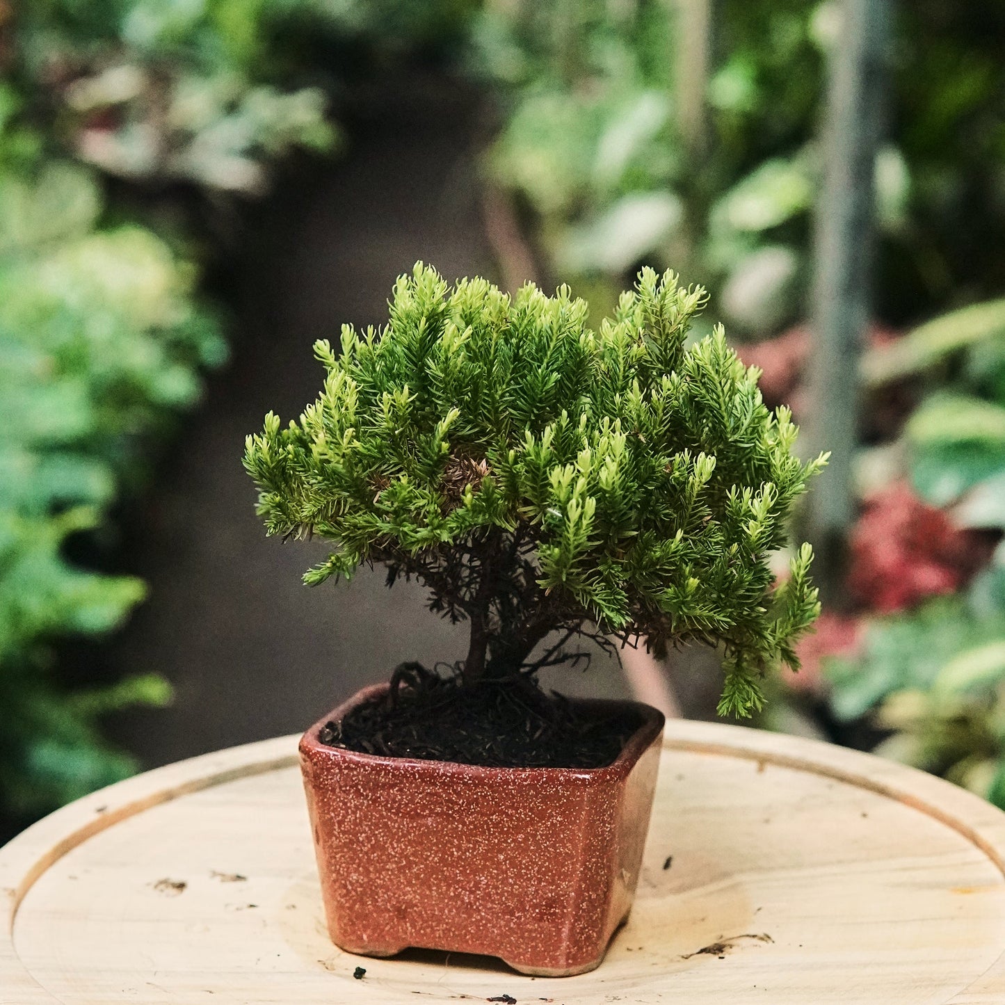 Bonsái Pino Tunya - Vivero Florecer