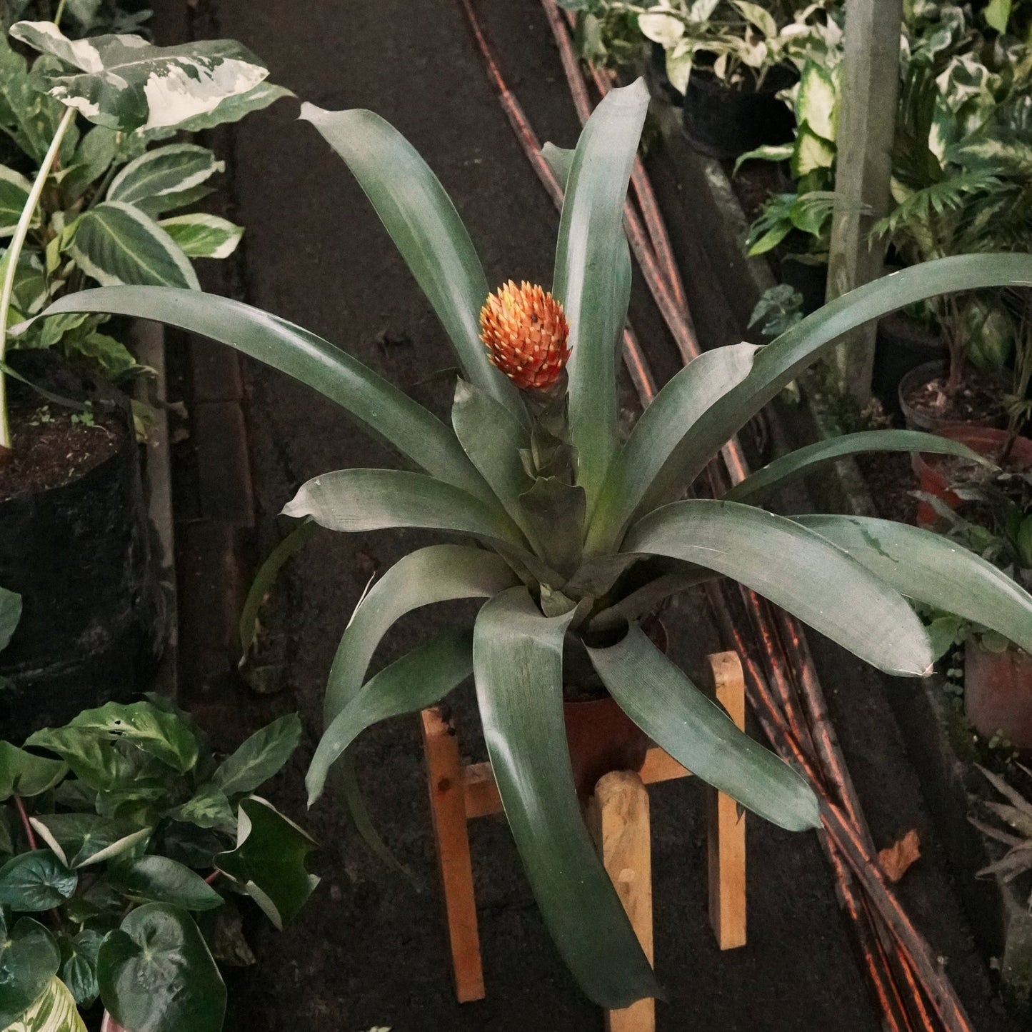 Bromelia Guzmania Conífera - Vivero Florecer