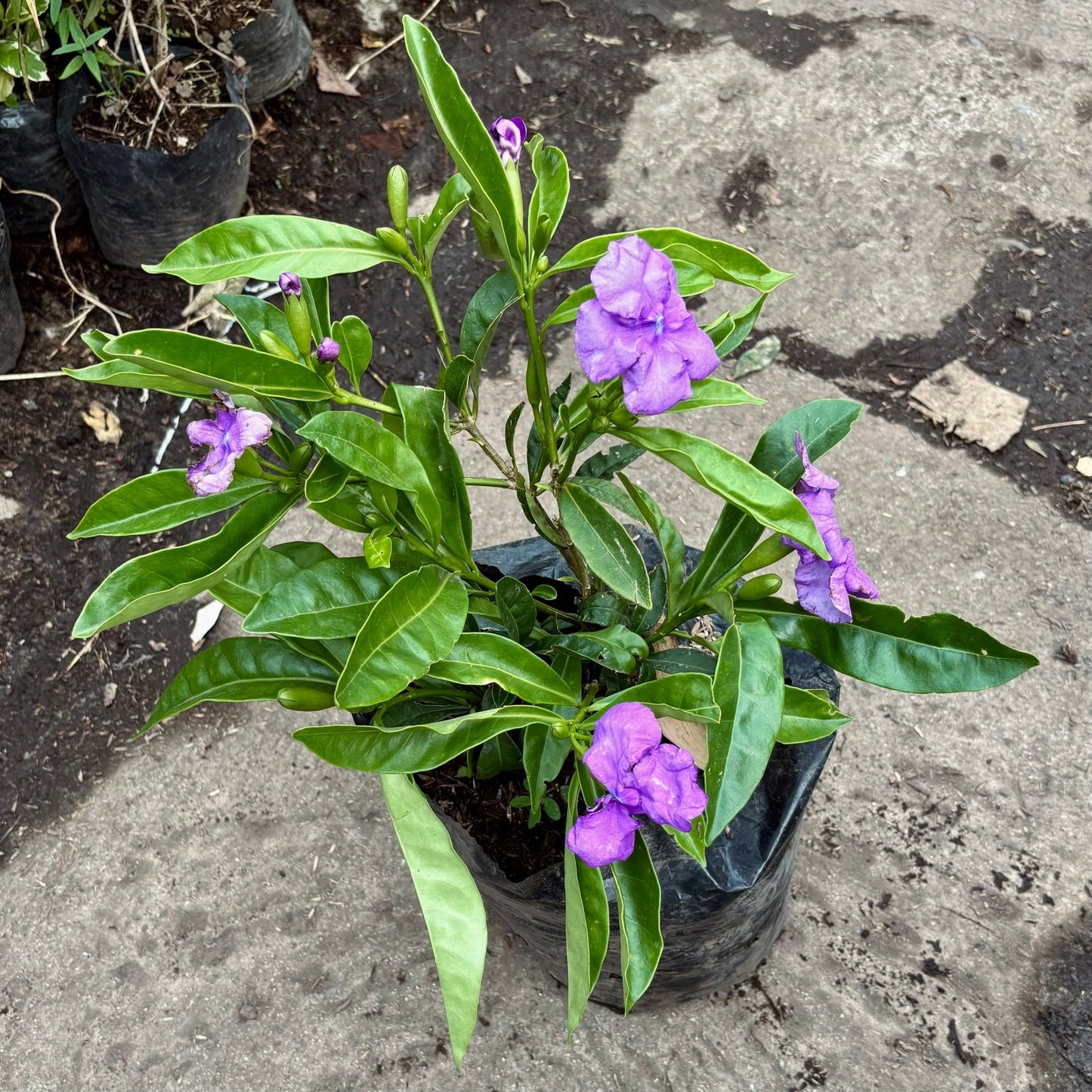 Brunfelsia Grandiflora “Francesina” - Vivero Florecer