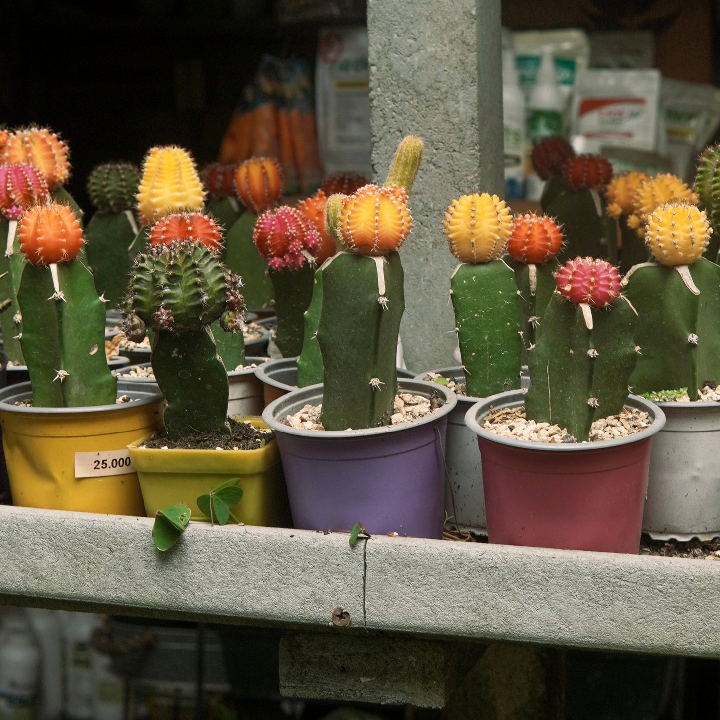 Cactus Coreano - Vivero Florecer
