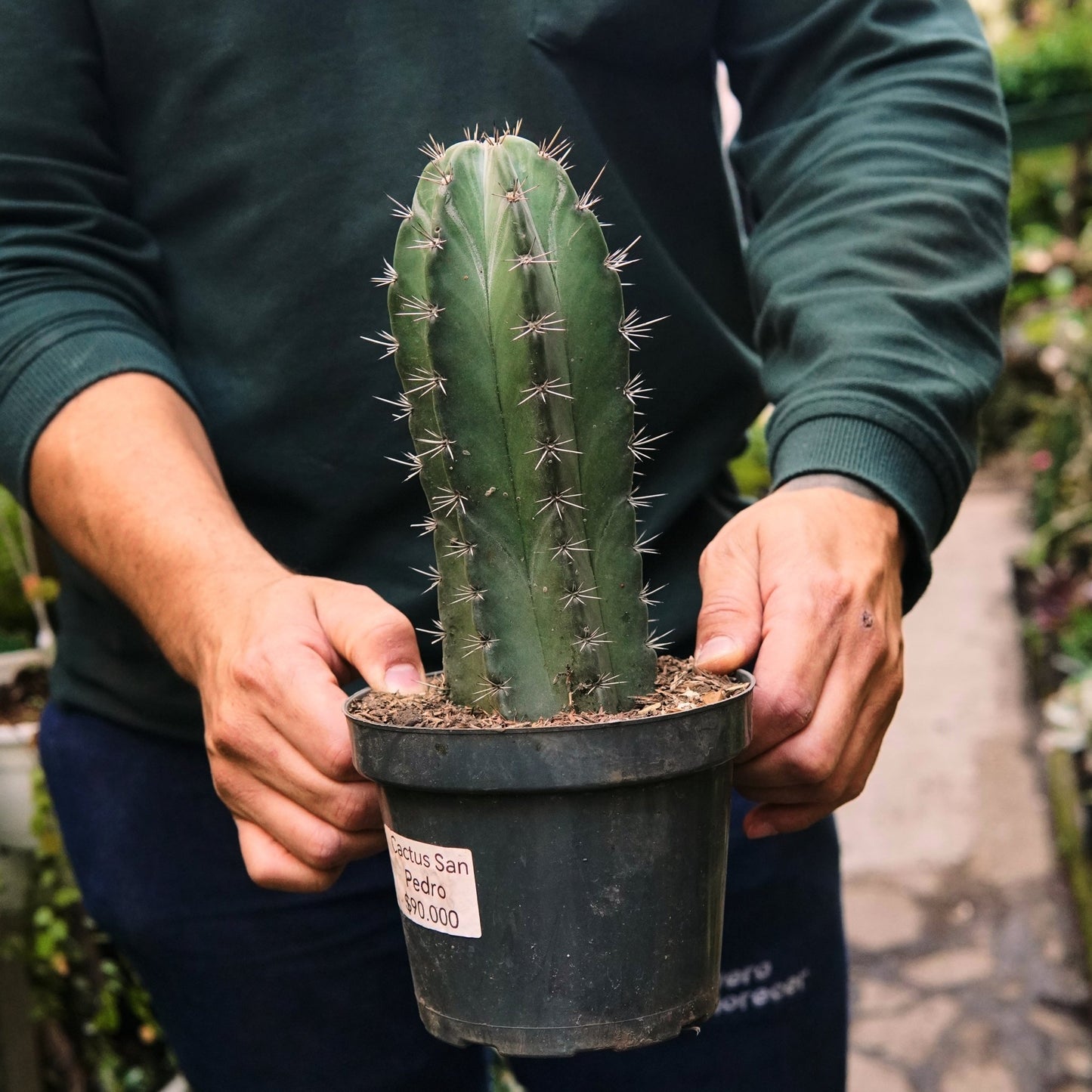 Cactus de San Pedro - Vivero Florecer