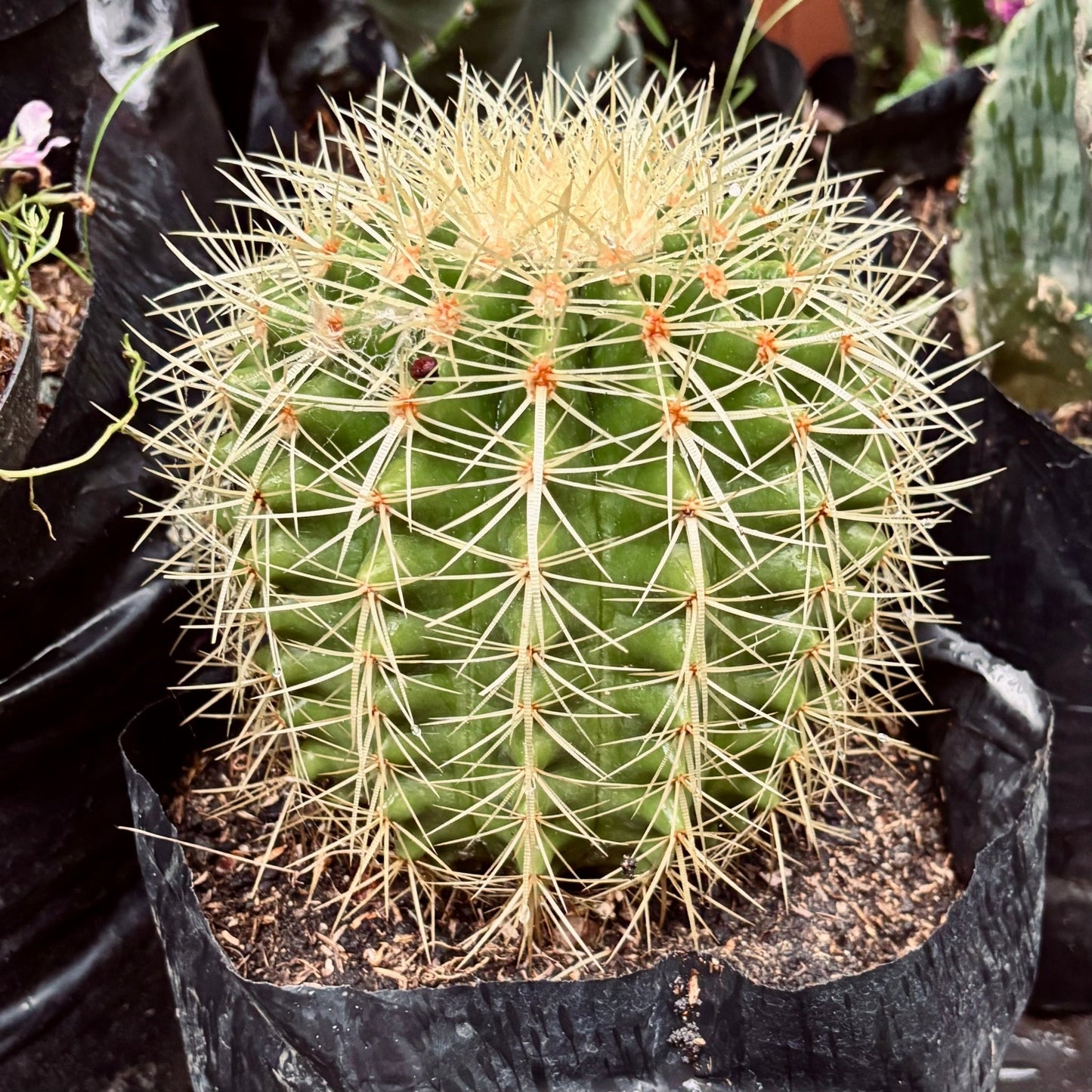 Cactus Echinocactus Grusonii “Colchón de suegra” - Vivero Florecer