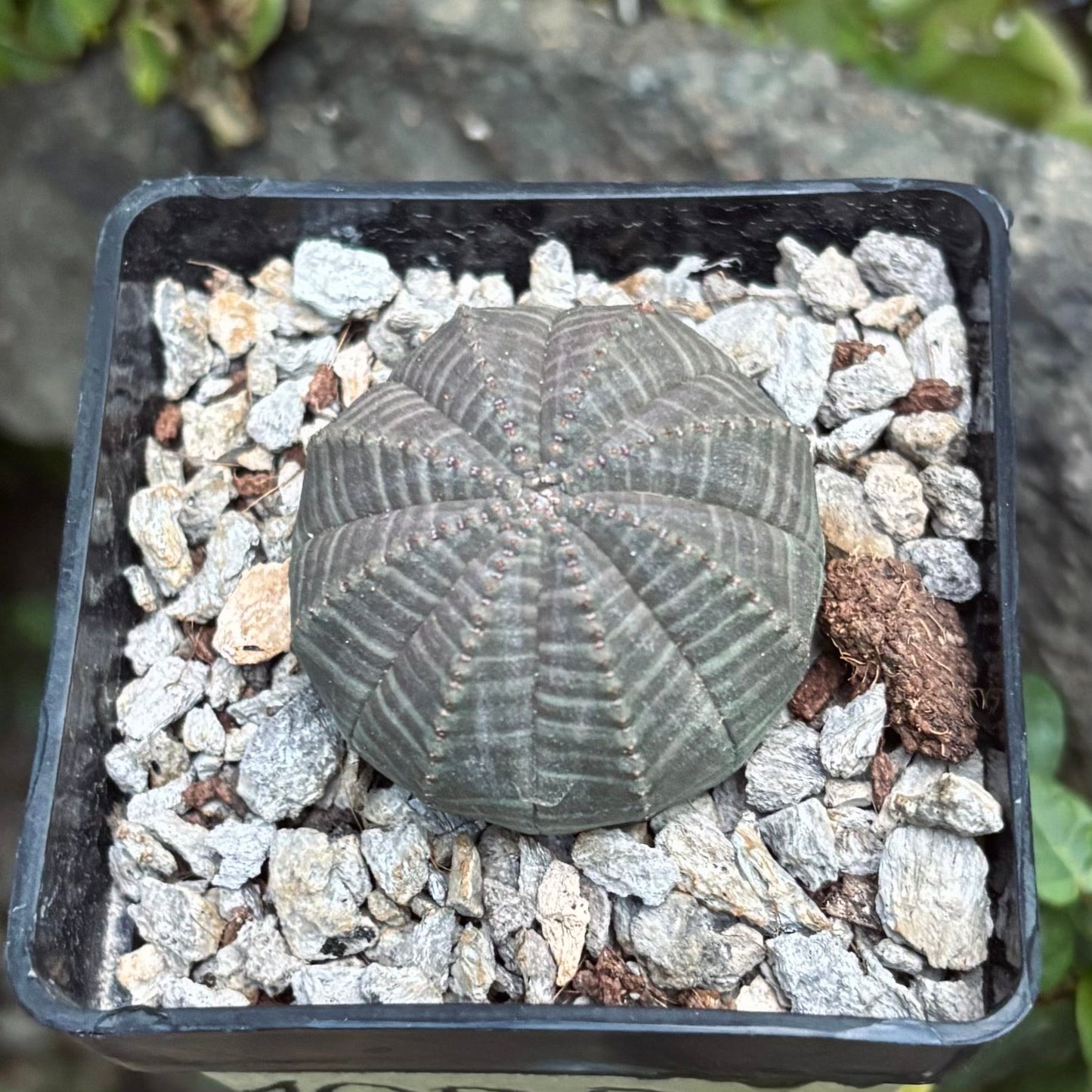 Cactus Euphorbia Obesa - Vivero Florecer