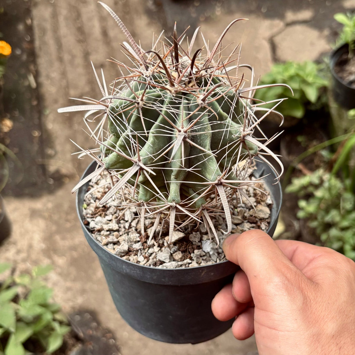 Cactus Ferocactus Herrerae - Vivero Florecer
