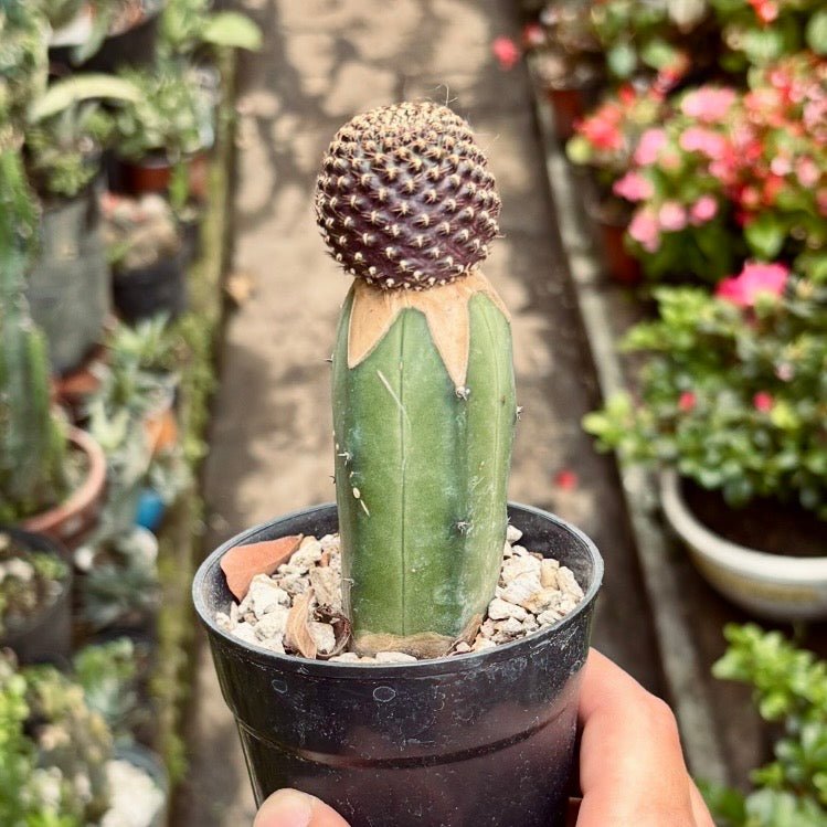 Cactus Rebutia Densipectinata kk849 f.ma Brevispina Injertado - Vivero Florecer