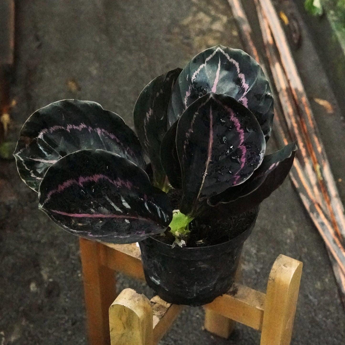 Calathea Roseopicta Dottie Lipstick - Vivero Florecer