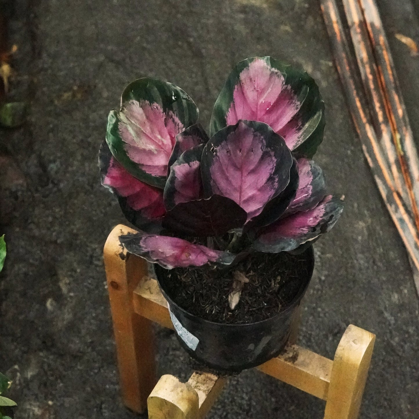 Calathea Roseopicta Rosy - Vivero Florecer