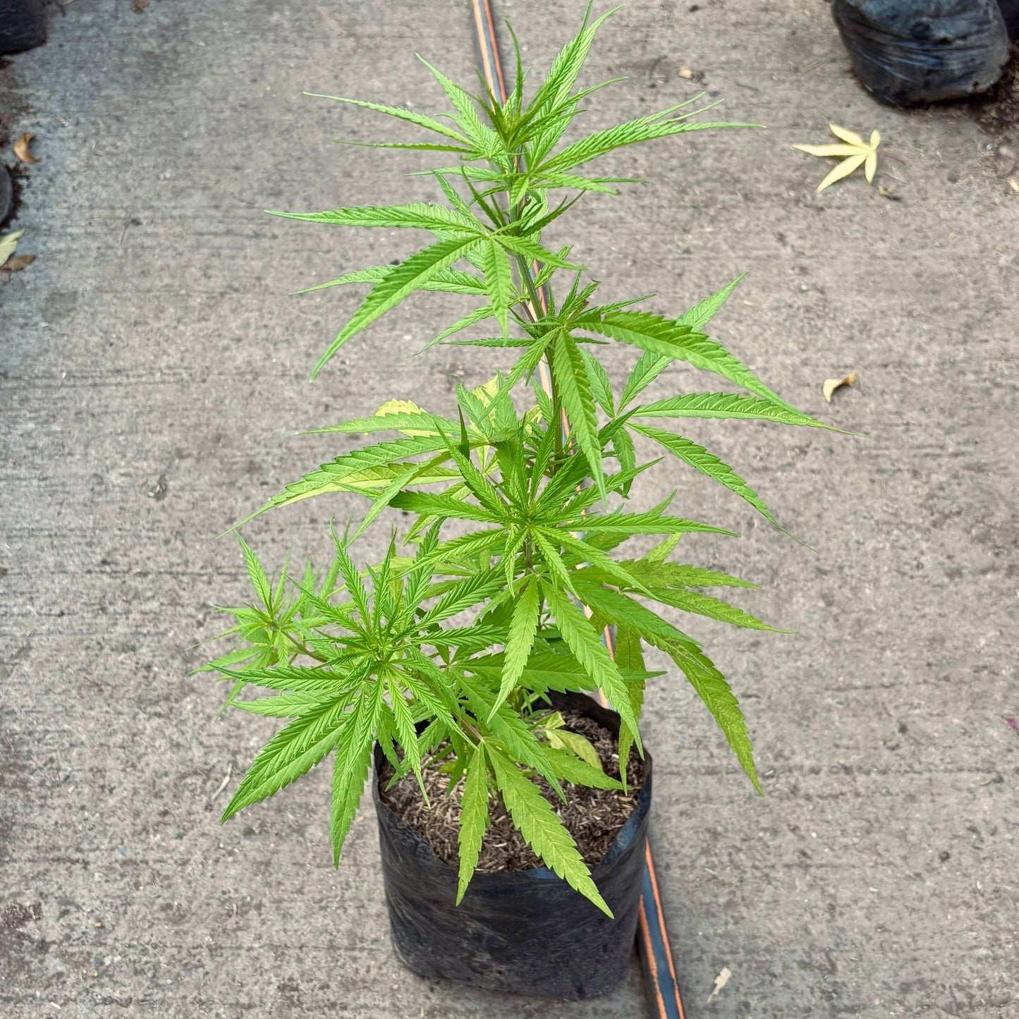 Cannabis - Vivero Florecer