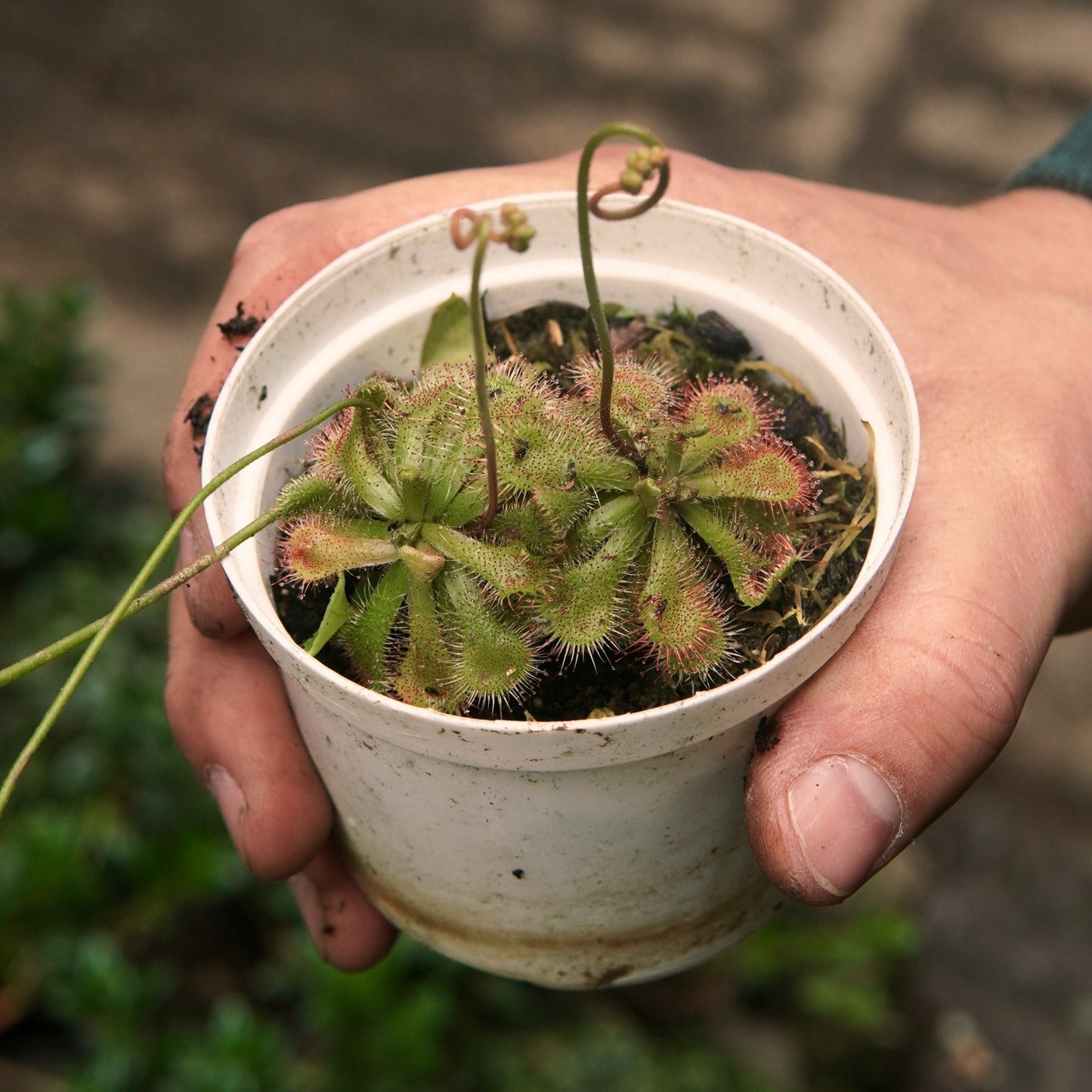 Carnívora Drossera - Vivero Florecer