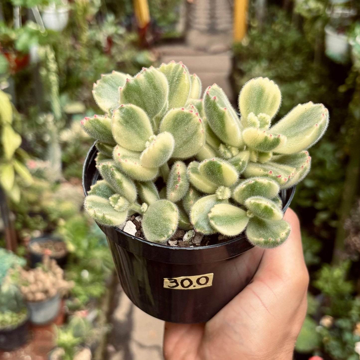 Cotyledon Tomentosa Variegata “Garrita de oso Variegada” - Vivero Florecer