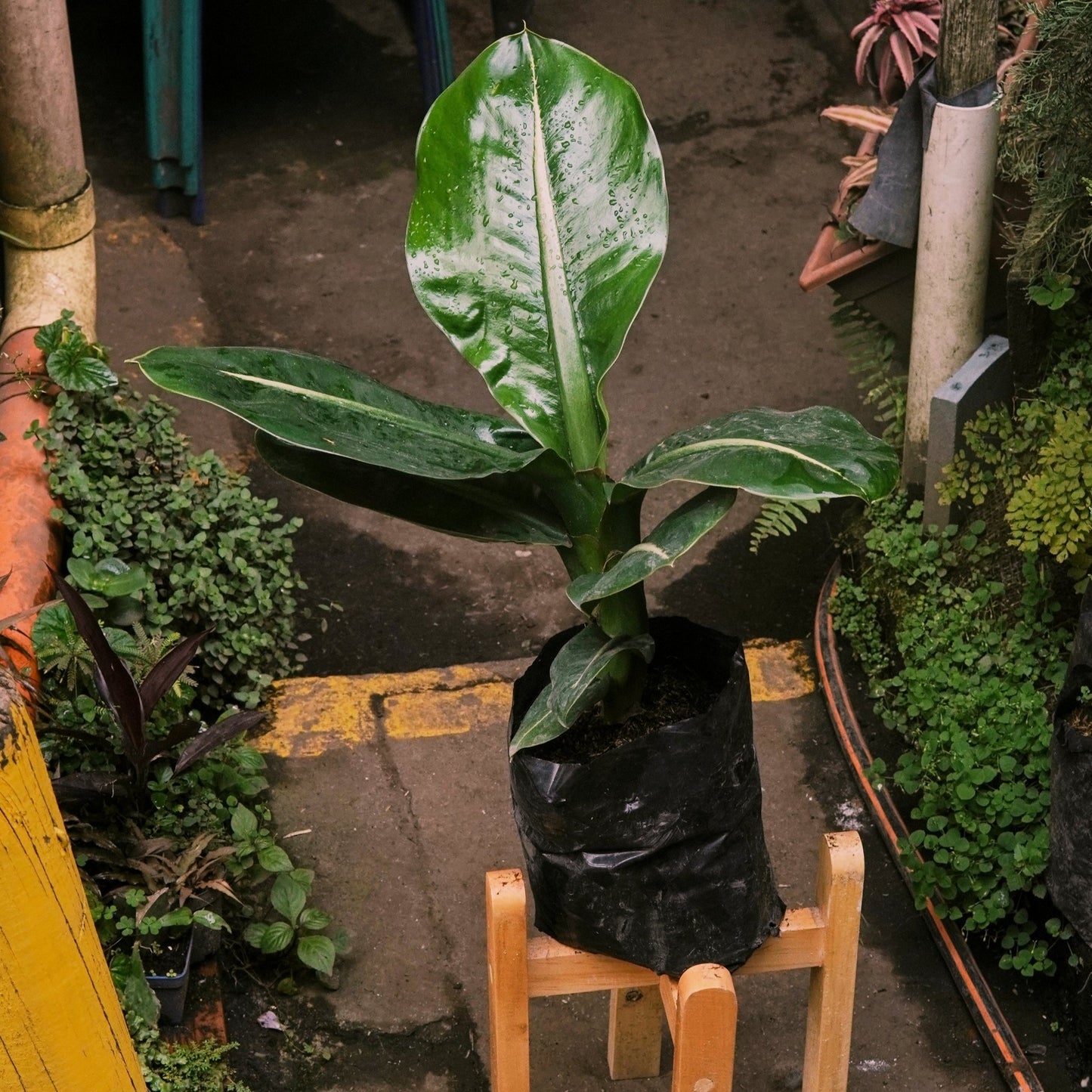 Dieffenbachia chucha macho - Vivero Florecer