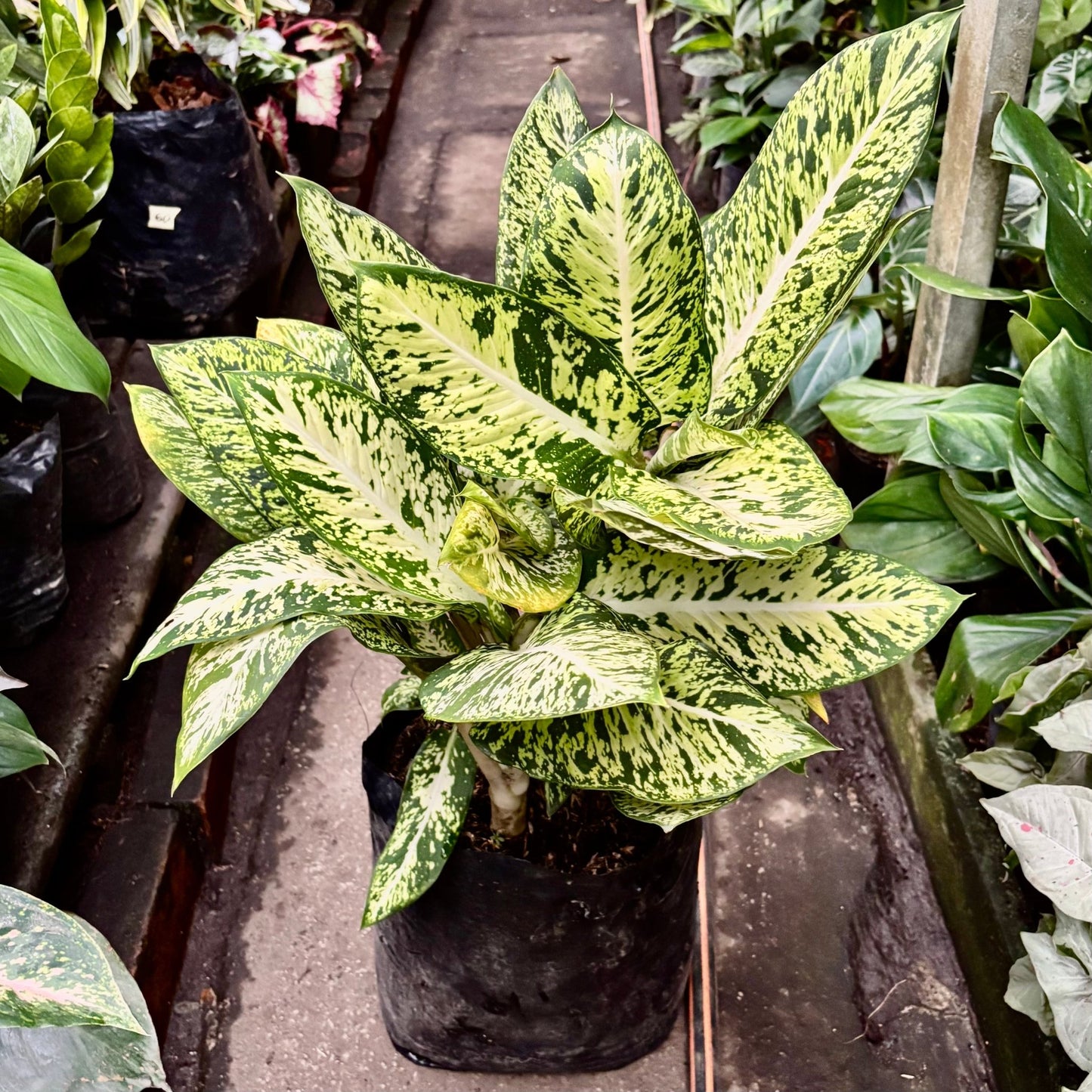 Dieffenbachia Maria - Vivero Florecer