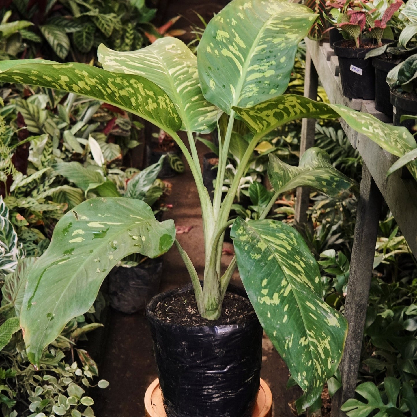 Dieffenbachia Mayan Jade - Vivero Florecer